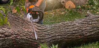 Professional Tree Services in Rio Communities, NM