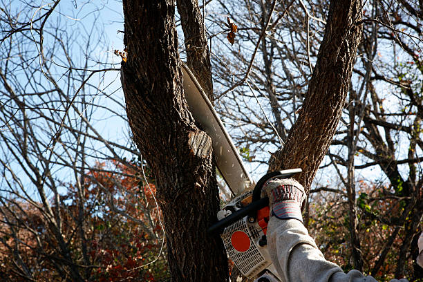  Rio Communities, NM Tree Services Pros