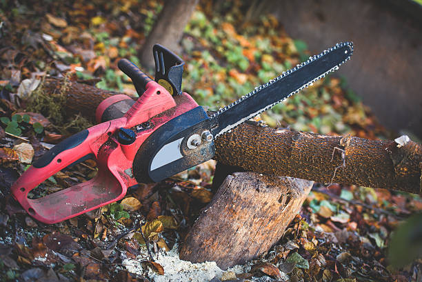 How Our Tree Care Process Works  in  Rio Communities, NM