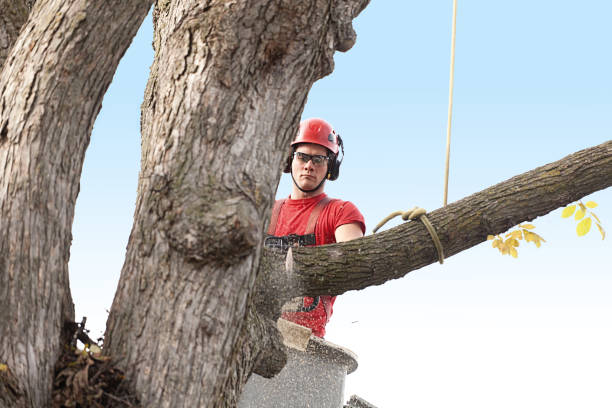 Best Stump Grinding and Removal  in Rio Communities, NM